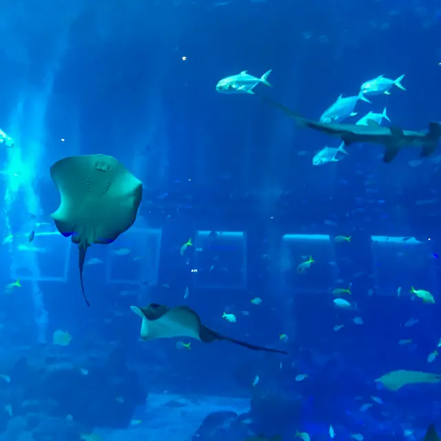 Sentosa Island Aquarium Level Image